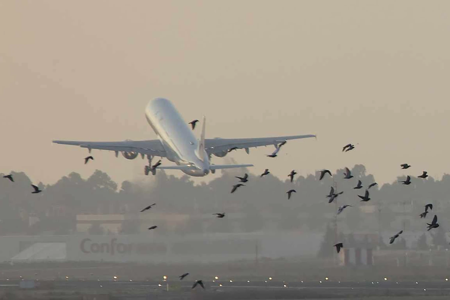 Brasil teve 1.560 colisões entre aviões e animais em 2014