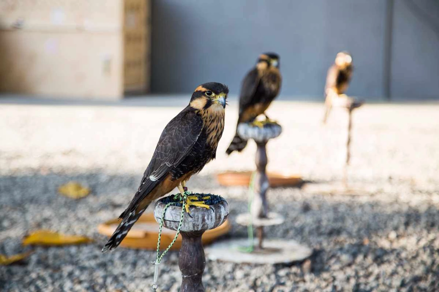 Aves de rapina são treinadas para evitar “birdstrike” no Galeão
