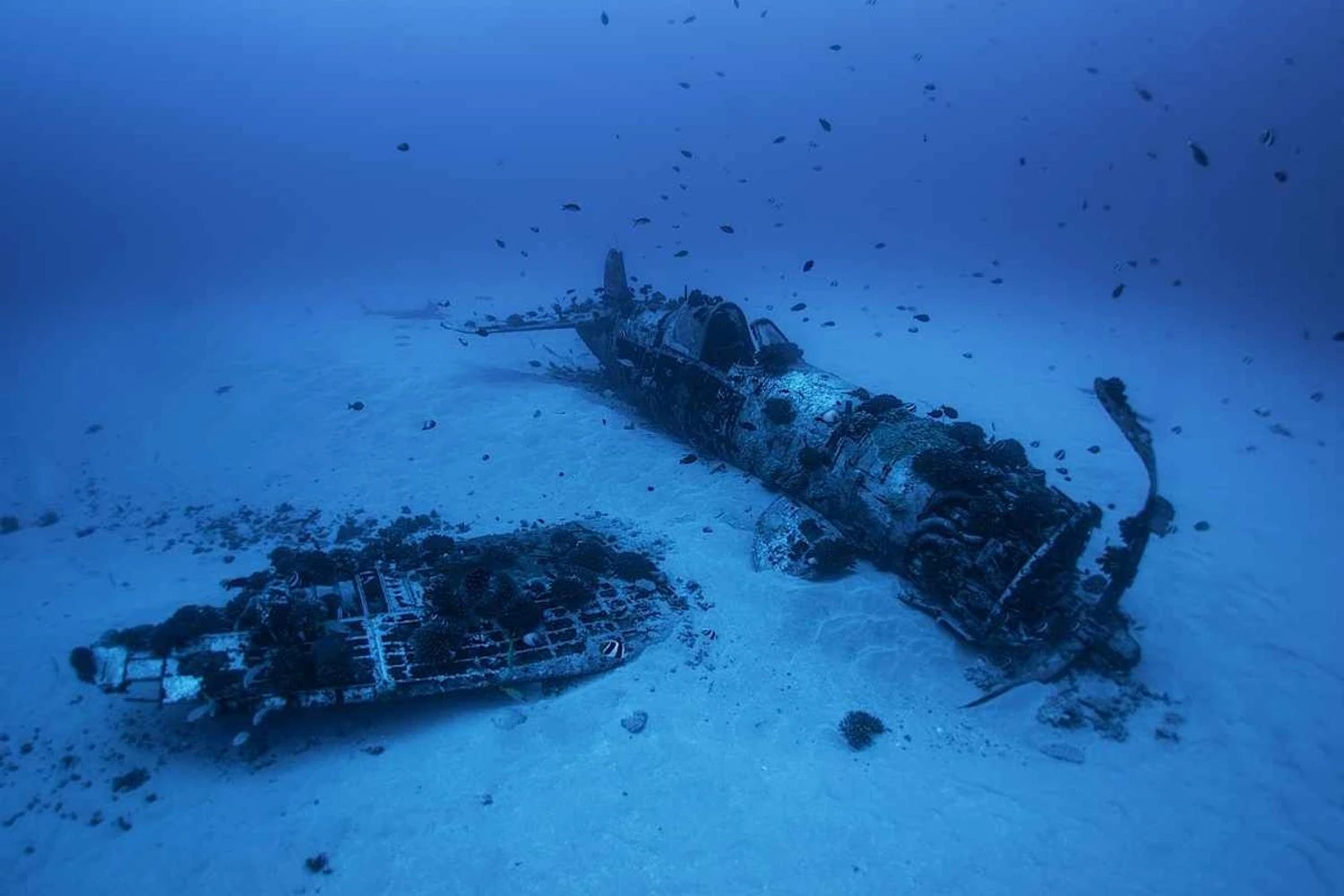 O que restou do Vought F4U Corsair que caiu no Havaí em 1948 (Foto: Dietmar Eckell)